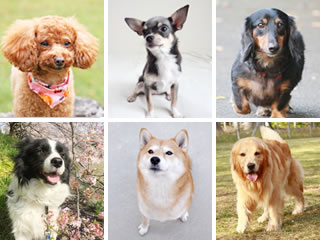 犬がかかりやすい病気 大阪のペット火葬は北摂池田ペット霊園 大阪生駒ペット霊園