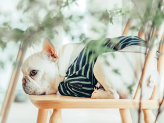 犬との暮らし 季節ごとのケア 大阪のペット火葬は北摂池田ペット霊園 大阪生駒ペット霊園