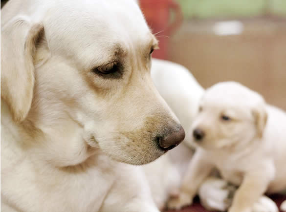 犬の寿命を知ろう