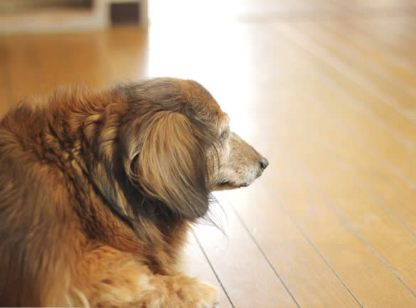 どう変わる？　シニア犬との過ごし方