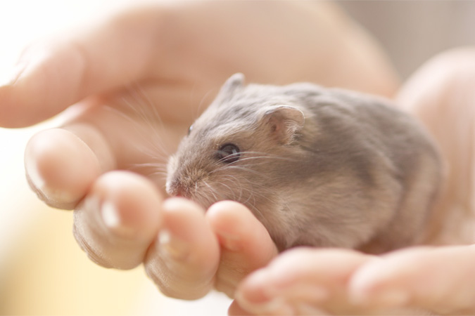 お骨は残せる？　小動物の火葬とご供養