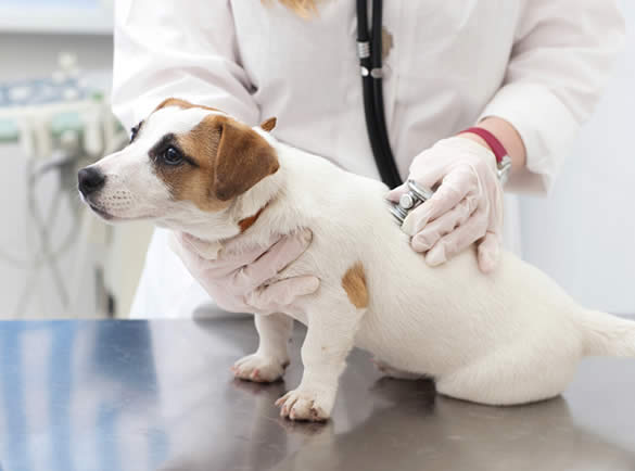 犬がかかりやすい病気