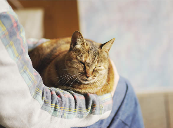 何歳から？　シニア猫との暮らし方