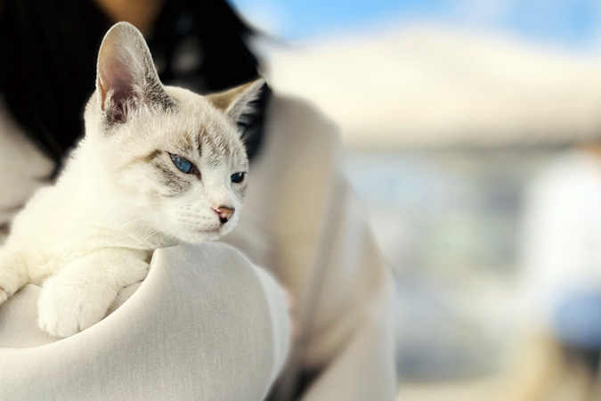 ペットを飼う前に考えたいこと