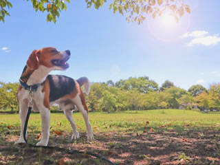 愛犬と健やかに過ごすために