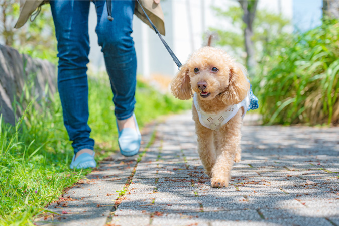 マナーを守れる愛犬家へ