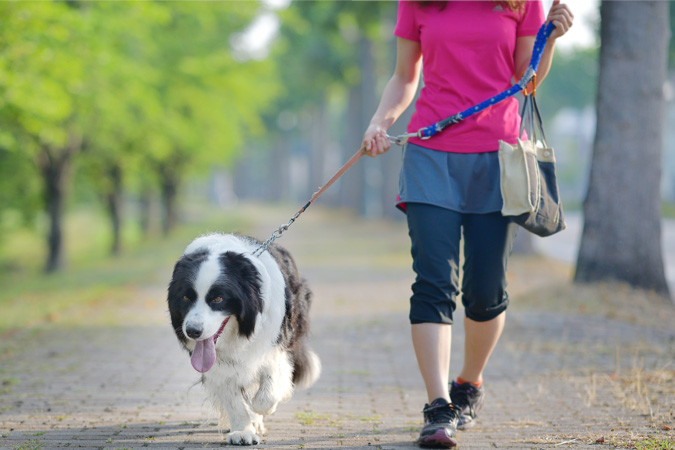 犬のお散歩マナーで、心がけたいこと