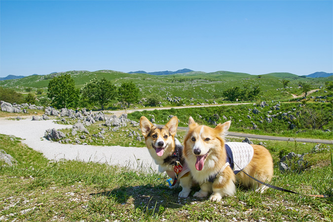 愛犬との旅行　宿泊先で守りたいマナー