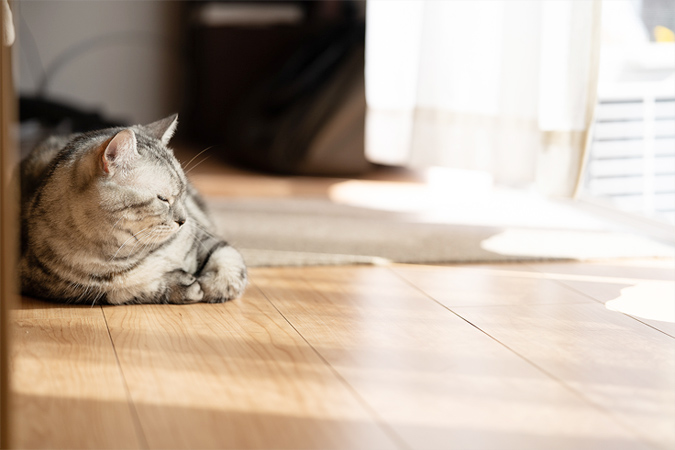 猫との暮らし、部屋づくりのポイント