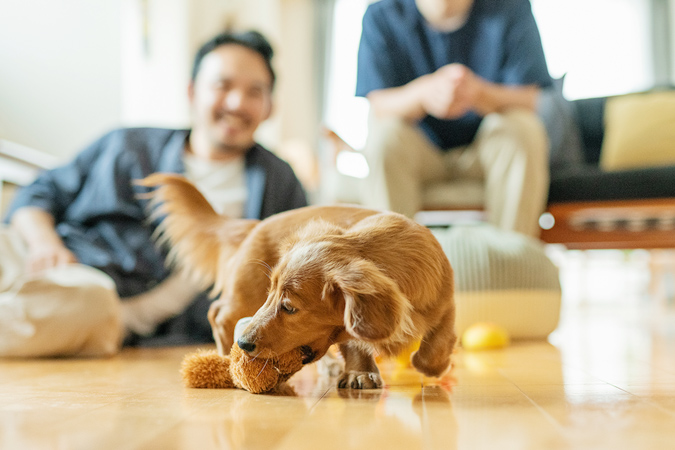 はじめて犬を飼うとき。何を準備する？　必要なものや、部屋づくりのポイント