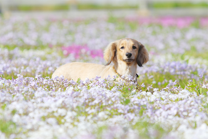 愛犬が亡くなったときの「死亡届」。手続きや注意点とは