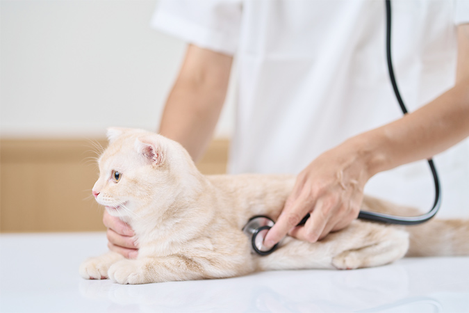 犬と猫の健康診断　～元気で長生きするために～