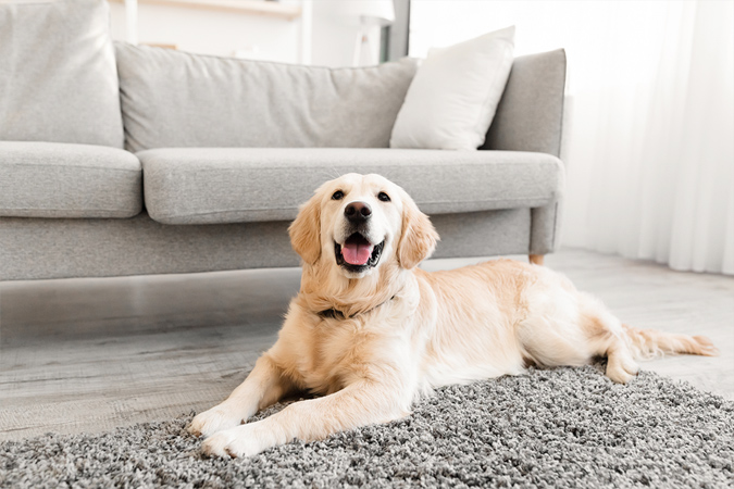 犬との暮らし、部屋づくりのポイント