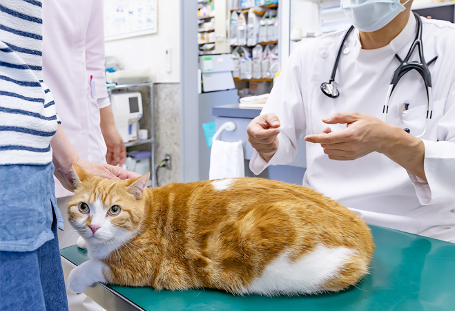 ペットの健康診断の注意点