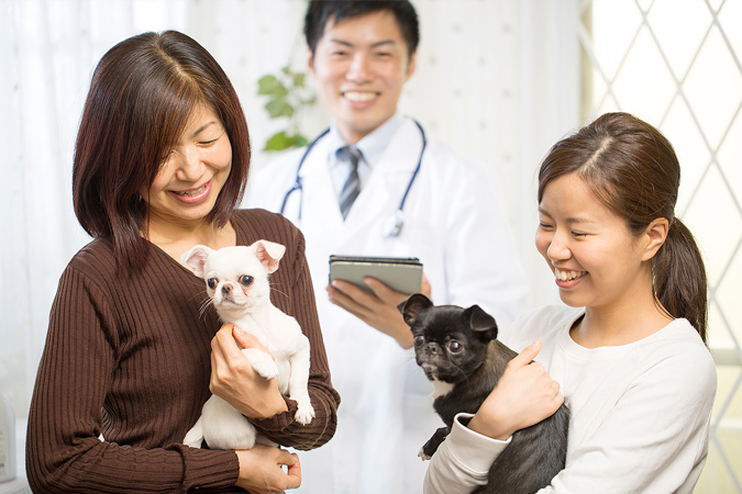 犬の登録方法と注意点