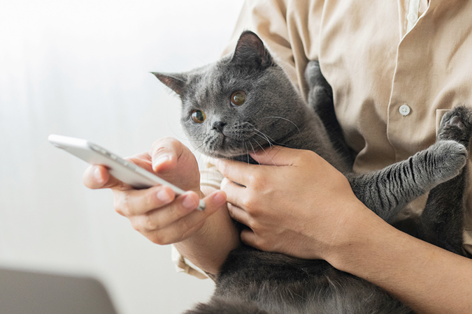 我が家はどのケース？　装着の必要性と、飼い主の登録