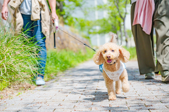 犬とのお出かけ、知りたい基本マナー