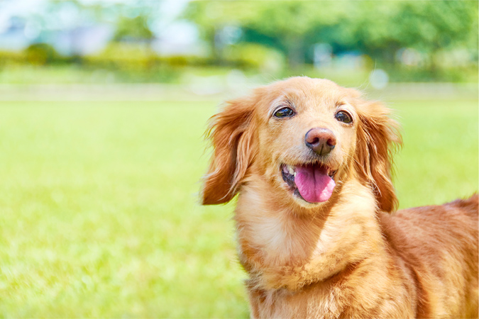 愛犬の素敵な写真を撮ろう！　スマホ写真のコツや、映えるお出かけ撮影スポット