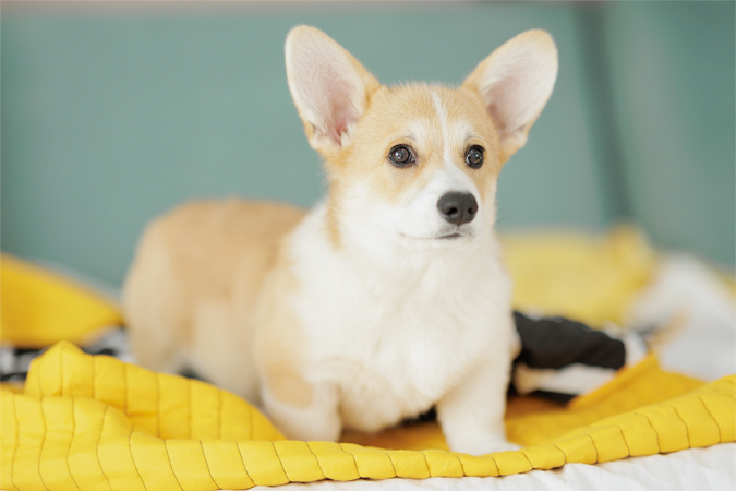 一人暮らしで犬を飼うとき。住まいの条件