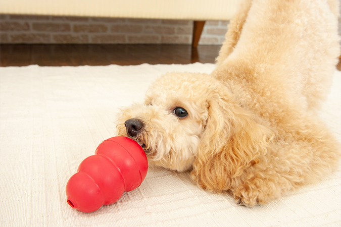 犬の留守番時にあると便利なグッズ