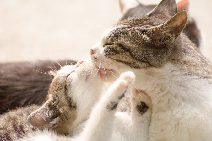 猫の生涯について