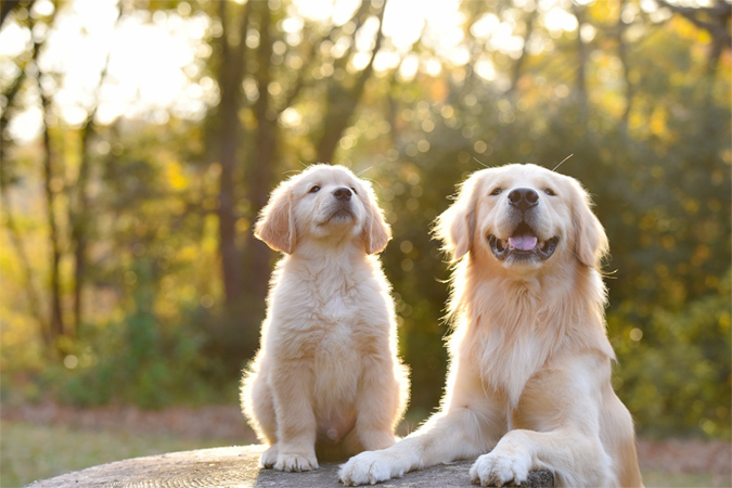 犬の生涯について