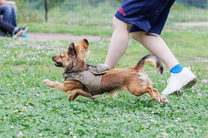 犬とのコミュニケーション方法