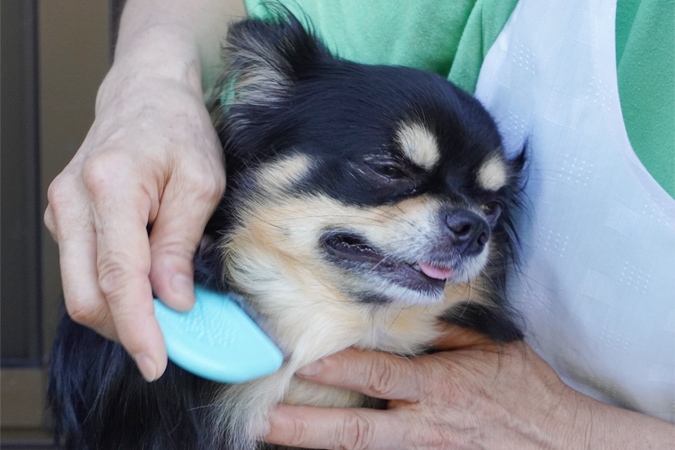 犬が幸せを感じるスキンシップのとり方