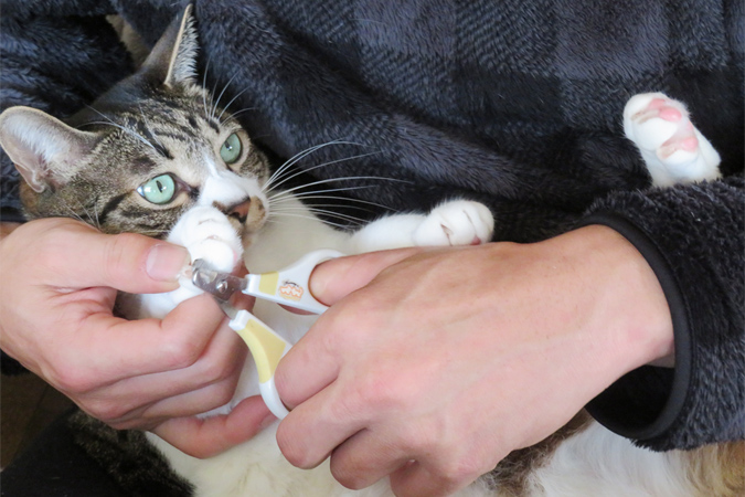 猫の爪切りの方法