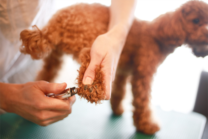 犬の爪切りの方法