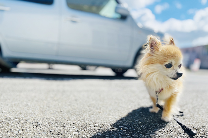 愛犬とのドライブ。車に乗せる時のポイントとは？　必要なグッズなど