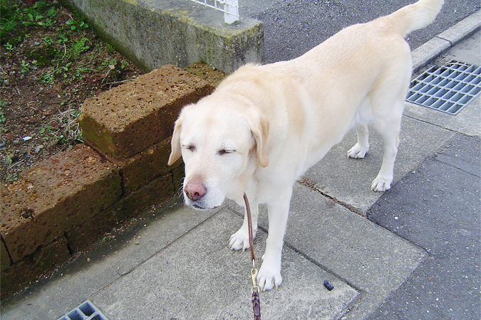 シニア犬の散歩が必要な理由。適切な時間や回数はどれくらい？