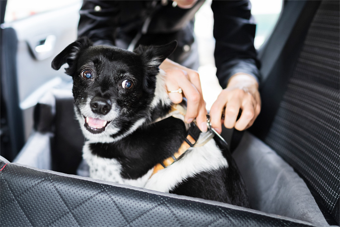 犬を車に乗せる時のポイント