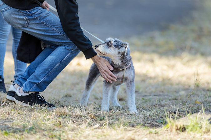 シニア犬の散歩が必要な理由