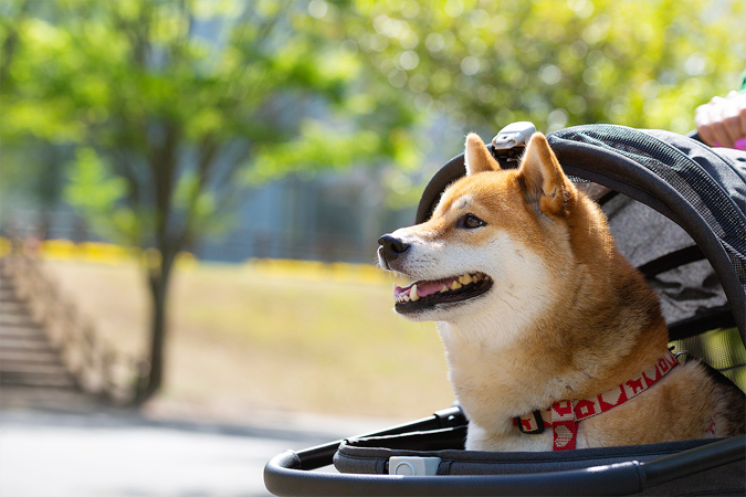 シニア犬にとって適切な散歩とは？