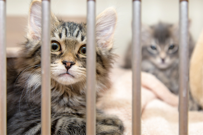 保護犬・保護猫を迎えるという選択