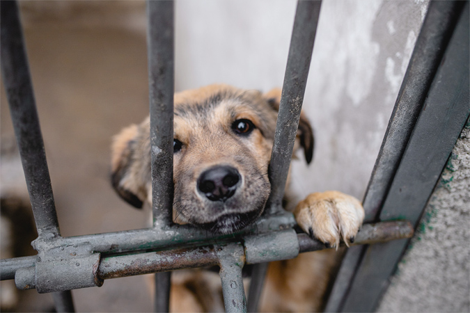 共感を呼ぶ「犬の十戒」