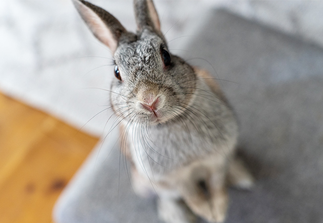 うさぎを迎える前に。特徴や種類、飼育のポイントを知ろう