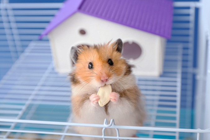 ハムスターを迎える前に。特徴や種類、飼育のポイントを知ろう