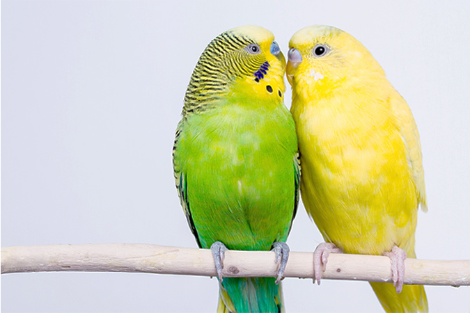 インコを迎える前に。特徴や種類、飼育のポイントを知ろう