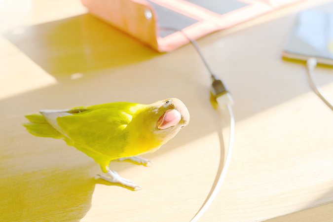 インコと楽しく暮らそう