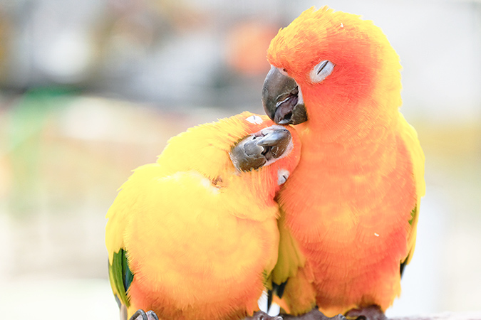 インコの気持ちを、しぐさや行動から読み取ろう