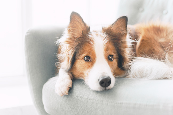 犬のしぐさの意味を知って、もっと仲良くなろう