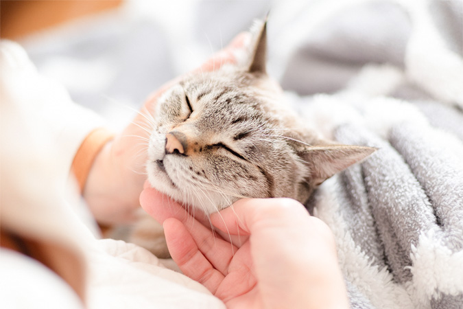 大阪府池田市でペットのお見送り・火葬をご検討されているご家族様へ